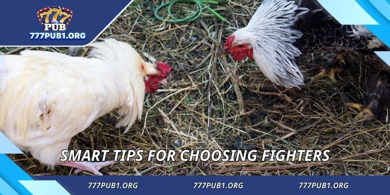 Smart tips for choosing fighters