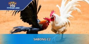 Sabong C2