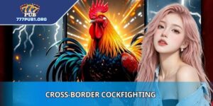 Cross-Border Cockfighting