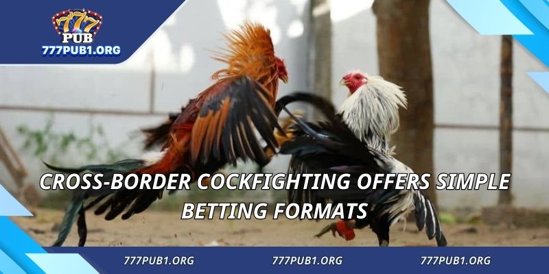 Cross-border cockfighting offers simple betting formats