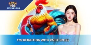 Cockfighting With Knife Spurs