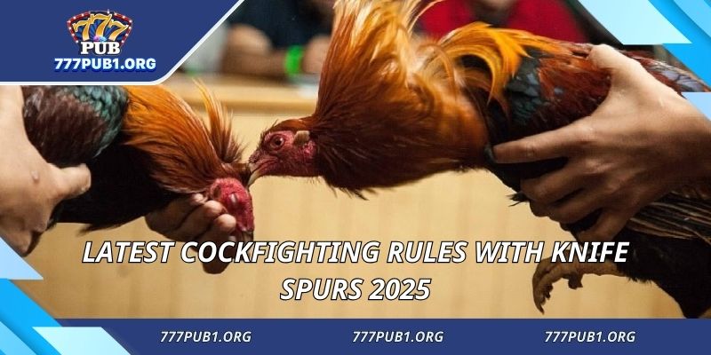 Latest cockfighting rules with knife spurs 2025