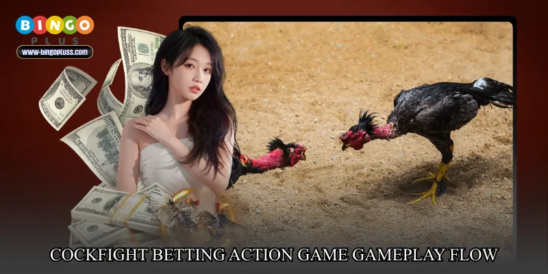 Cockfight betting action game gameplay flow