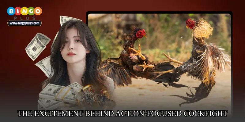 The excitement behind action-focused cockfight betting